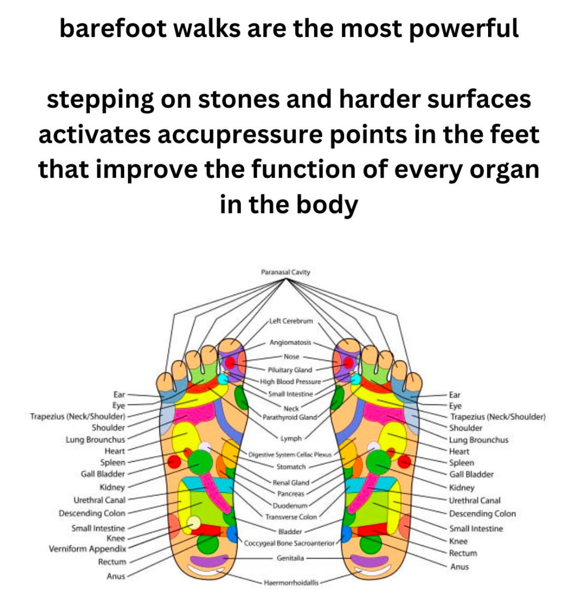 Highly Harmonious Hormones (feminine)